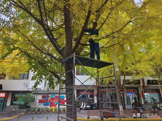 “银”客天下 “杏”福秦州 秦州区：“黄金大道”即将开启 诚邀共赴“浪漫之约”