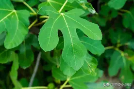 无花果叶搭配陈醋，真是太厉害了！解决了很多男女的烦恼，真实用图片