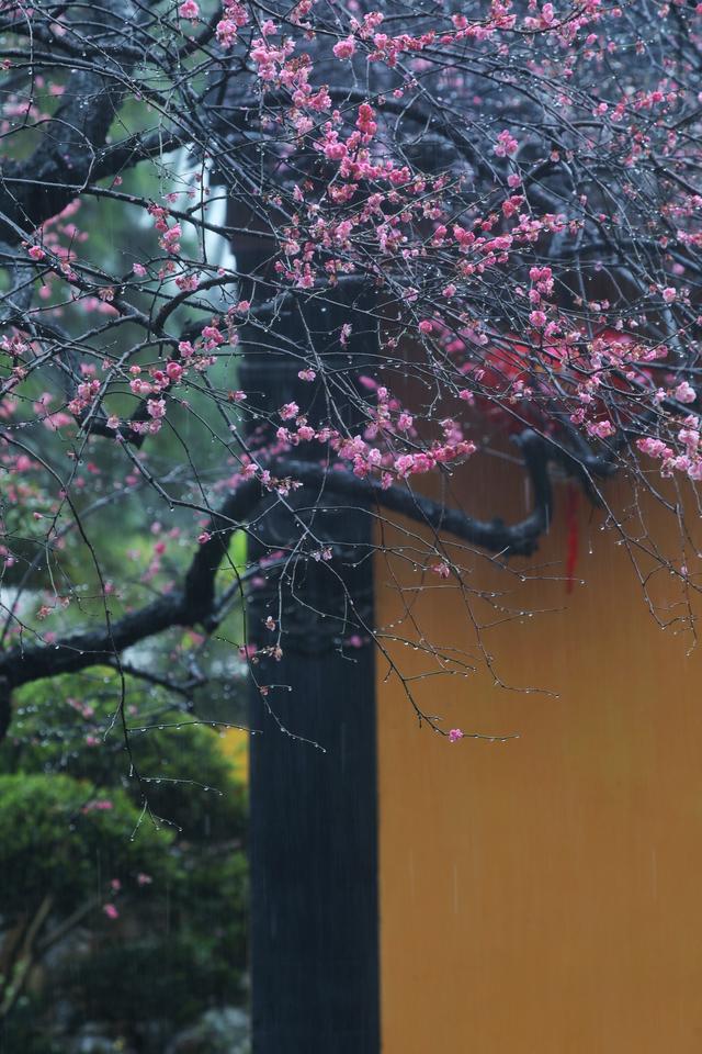 大年初十，春雨中，铁佛寺。一场六瓣梅的告别，看哭了所有人
