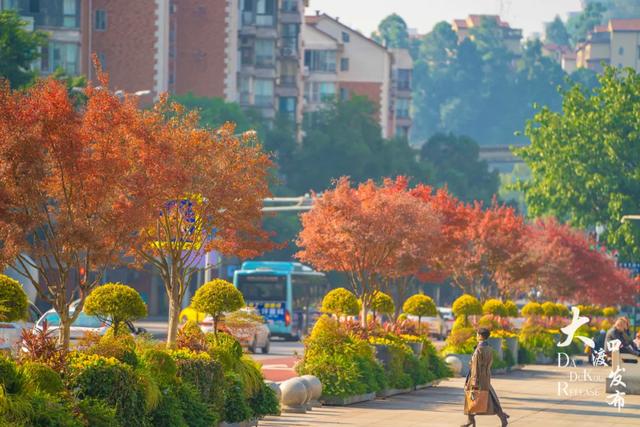 大渡口冬日“顶流”红了
