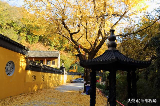 苏州穹窿山下香山草庵，冬日银杏和古庙的完美组合