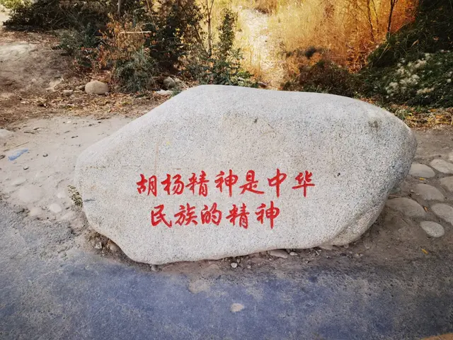 瞎球转2025之二——生而千年不死，死而千年不倒，倒而千年不朽