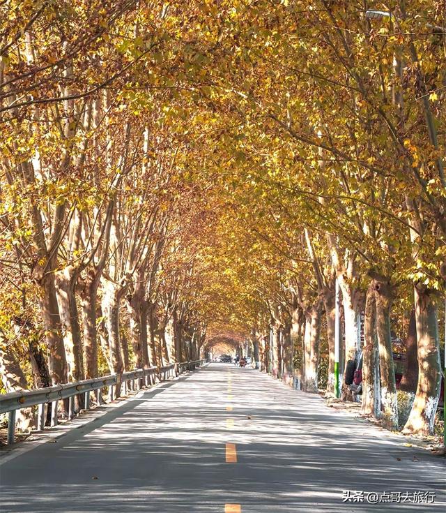 成都4大梧桐观赏地，17公里金色隧道，超级壮观，地铁公交直达！