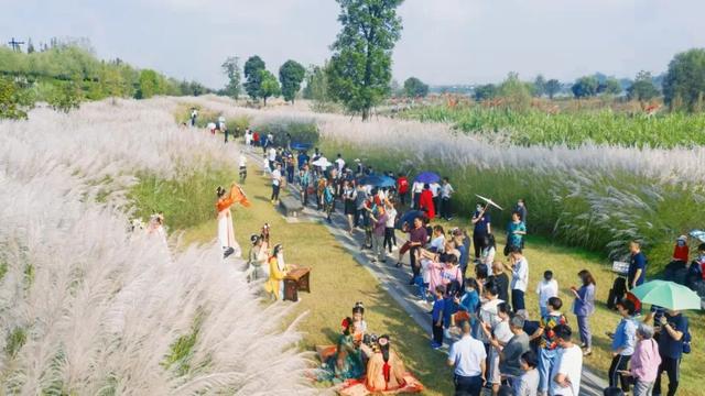 芦荻花开，伊人自来！天汉湿地公园第二届芦苇季即将开始→