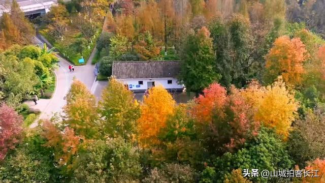 重庆主城6处遛娃赏秋宝藏地，公交地铁直达，收藏备用！