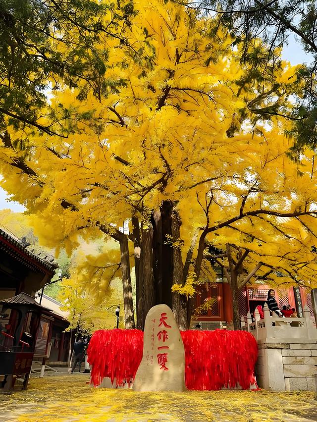 留着打卡！寺庙与千年古杏更配，每一张都是大片！