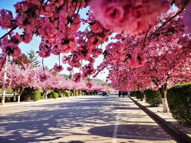 两当：一城繁花绘春色