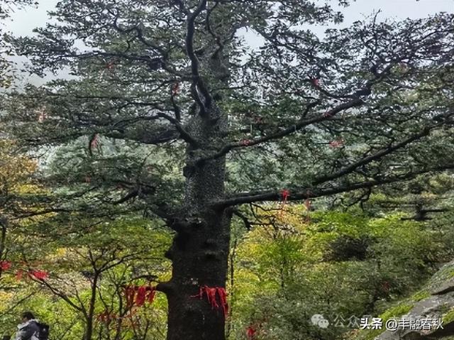 古稀之年登华山｜ 李 芳