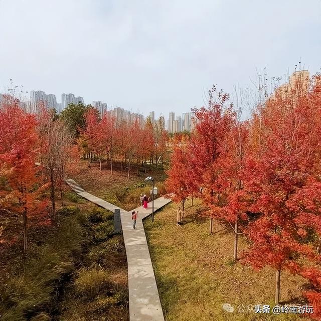 全部免费，推荐西安周边最适合拍照的芦苇荡，快去打卡吧！