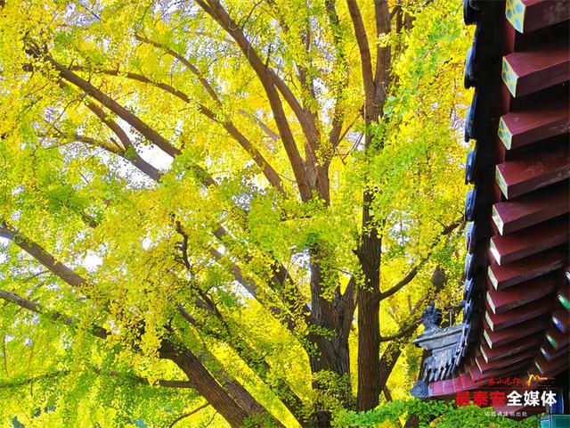 一树金黄 一树青绿 泰山斗母宫银杏迎来最佳观赏期