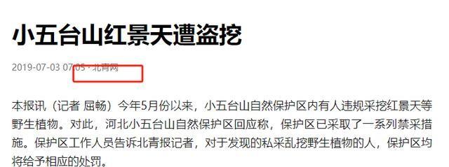 2棵以上就犯罪！2019年河北有人每天挖500斤，发现时已基本挖光