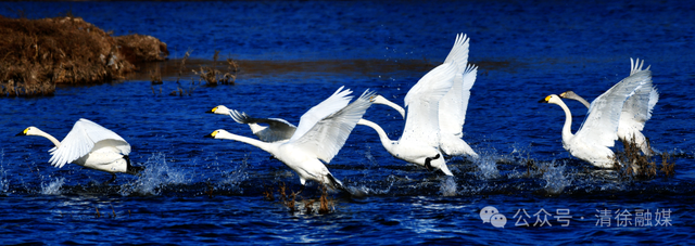 汾河清徐段变美啦，天鹅都赶着来“打卡”