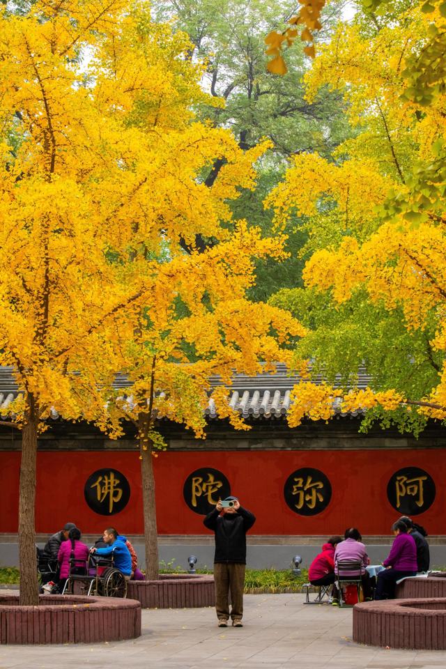 听说北京的古寺，更配北京秋日的银杏，这个古寺你去过吗？