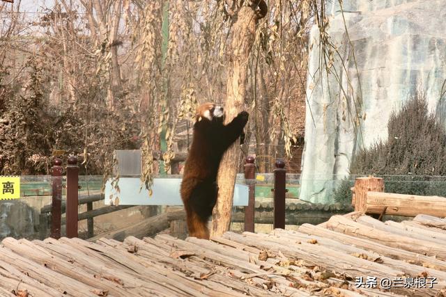 国宝百日庆·萌兽迎新年 兰州野生动物园邀您共赴自然之约