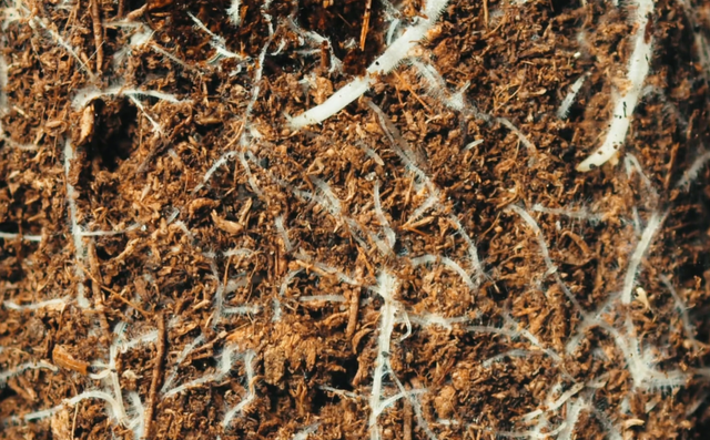 稀土能"种"出来了? 中国新发现"可再生"稀土矿，反击再添新筹码！