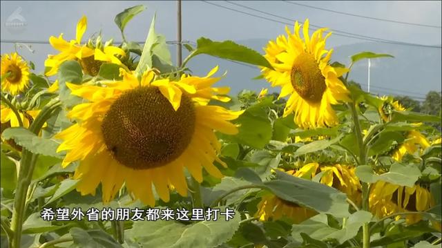 快码住！这里藏着秋日童话世界，出片率100%