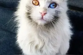 你知道养猫为什么不能超过七年吗？图片