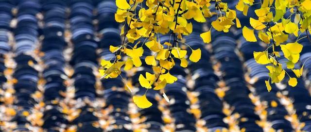 盈鉴：公园里的银杏林