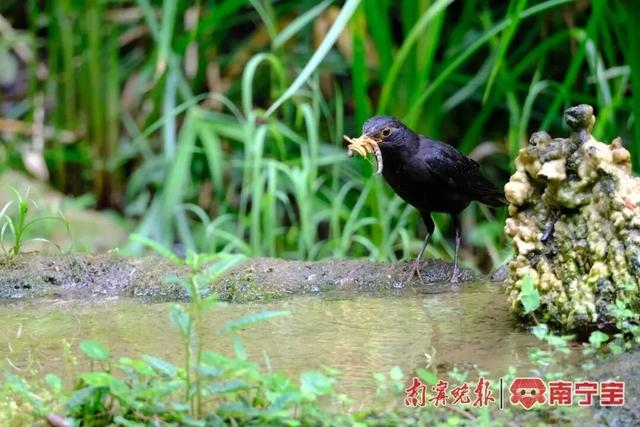 南宁市设置多处观鸟设施，为市民提供优质观鸟体验