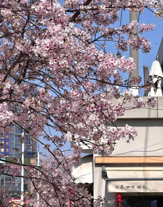 福州地铁五号线直达！出站即入“粉色浪漫梦境”！粉樱盛放漫街！
