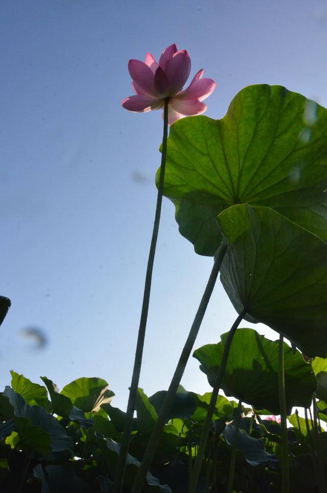到铁岭市荷花湖与“荷”你一场美丽相遇