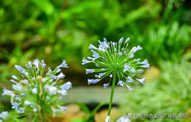 把夏天泡进花海里！前茅公园的浓烈+园博园的清新，快来享用双份“夏日特调”