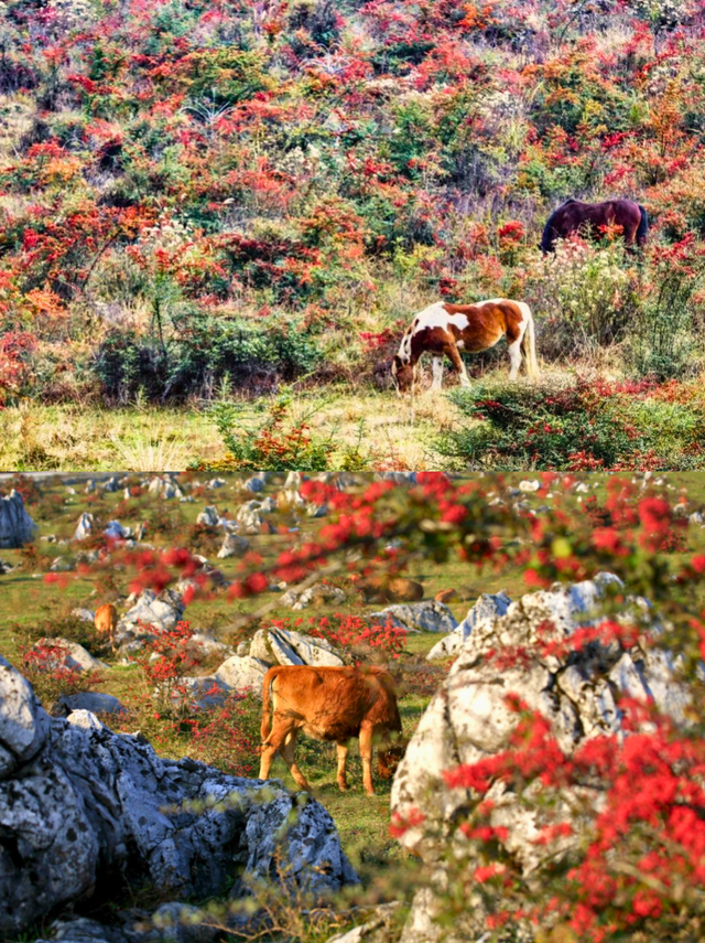 千野草场火棘红妆限定！📸随手拍电影感，冲！