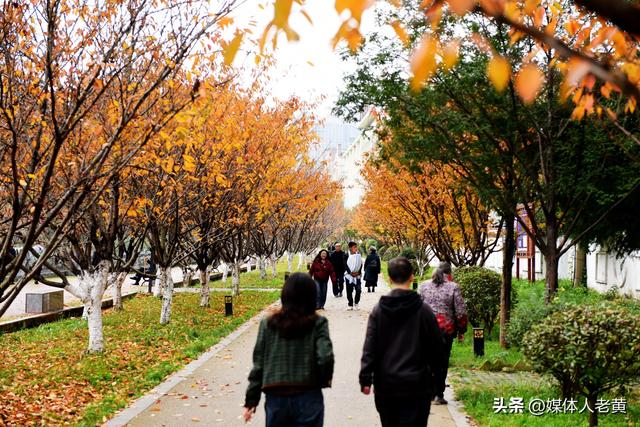 六盘水水城河道两畔初冬樱花红叶层峦叠嶂点亮城市之约