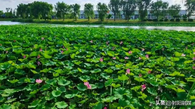 “荷”你一起，邂逅射阳夏日限定浪漫~