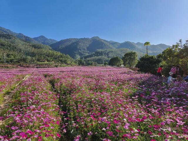 云城前锋花海，邀您来看！
