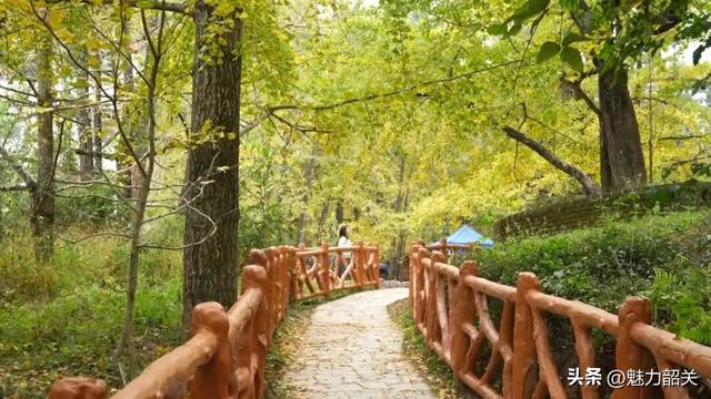 韶关南雄：保障升级引客来！坪田银杏绘就富民新图景