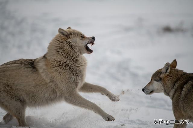 大勇勇闯可可西里