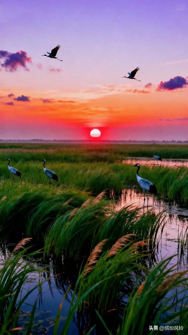 夕阳下的湿地，丹顶鹤在水畔翩跹