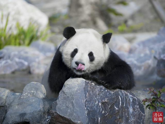 绵阳推出“青睐绵阳·悠游周末”冬季限定版线路攻略 五大主题带你解锁冬日诗意与烟火