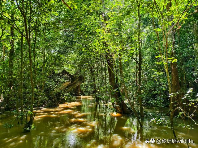 马来西亚(32)砂拉越州⑥世界遗产尼亚洞窟探险