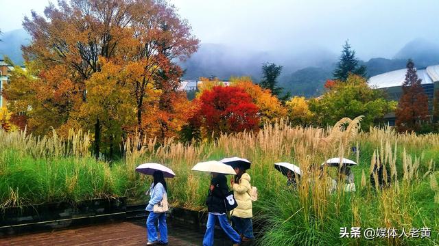 凉都六盘水银杏红叶点亮城市“金色童话”之约