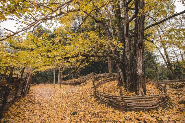 11月，去赏银杏吧！8个高颜值赏秋地，速来拍美照，挑一个就出发
