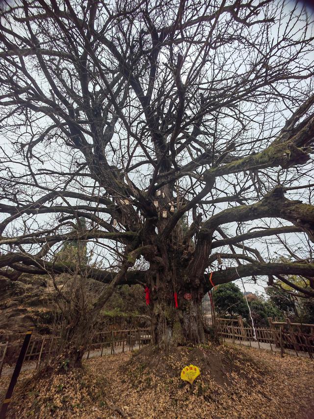 千年古树在寒风中等待轮回