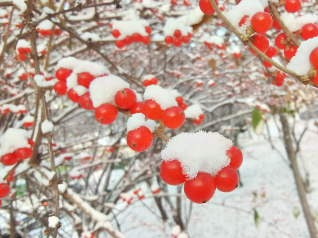 漫步黄河之滨幽静的小路