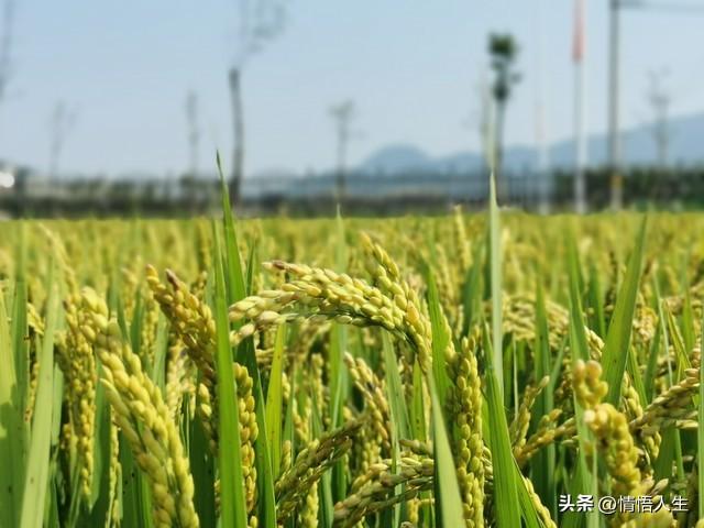 “早立秋冷飕飕，晚立秋热死牛”，今年立秋逢闰六月，是冷还是热