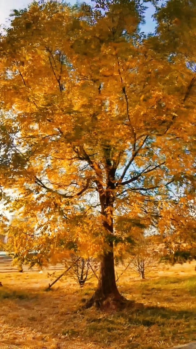 初冬，暖阳斜照时，这里仍有几分秋色——