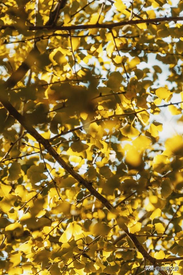 美爆！美爆！超全攻略！超出片！🤳昆明银杏黄金倒计时，抓紧时间冲~