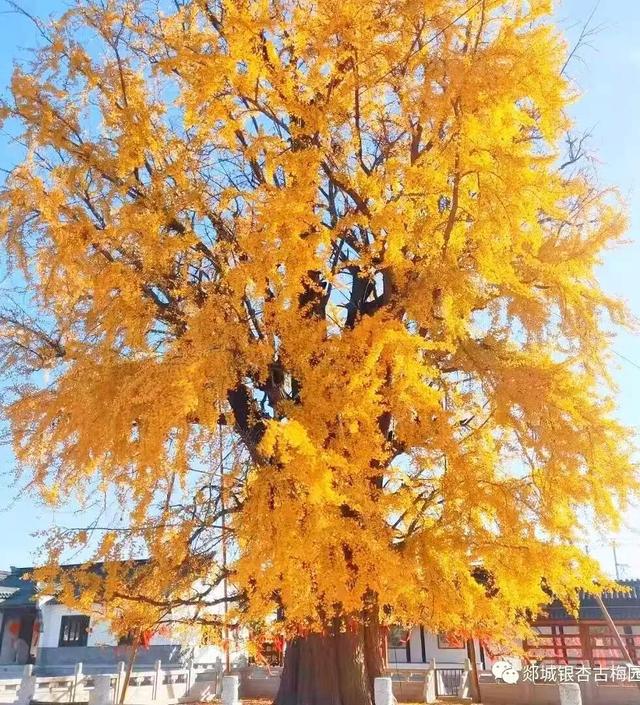 临沂人游临沂｜赶郯城大集吃刚出锅的烧鸡，初冬游古郯烟火