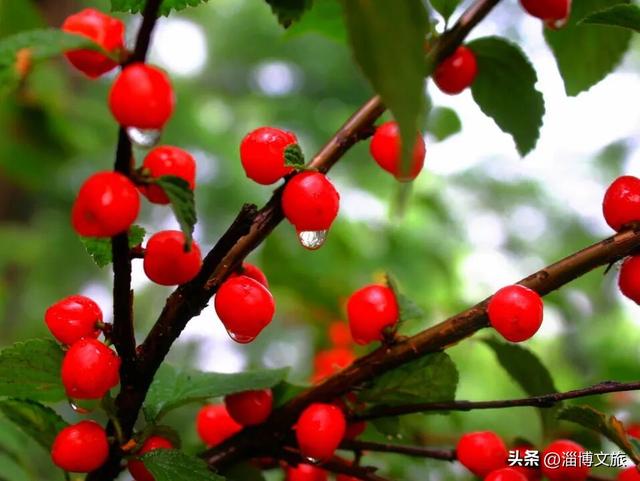 🤏捡捡捡，淄博惊现“捡秋”大神！海岱楼、周村大街…全被捡出来了→