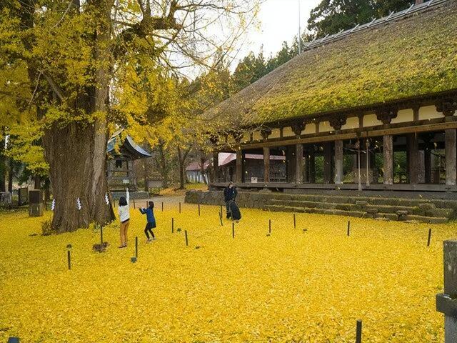 2025日本赏银杏攻略！16处绝美打卡点~