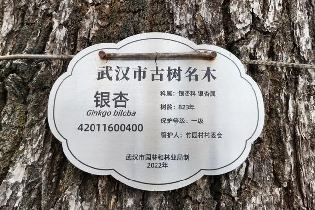 一眼沦陷！黄陂830岁古树美成画