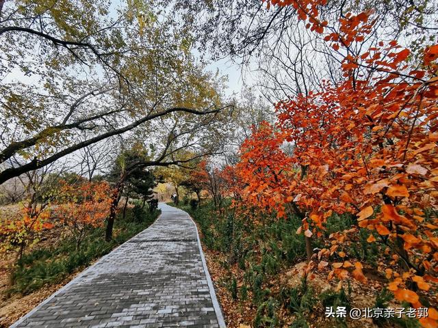 老山城市公园，免费登高360度俯瞰京城盛景
