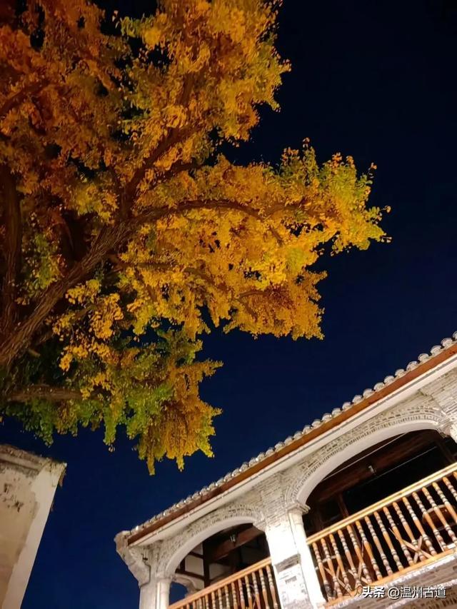 温州这棵深藏在百年民居的古银杏已经黄啦！夜晚比白天还要更迷人