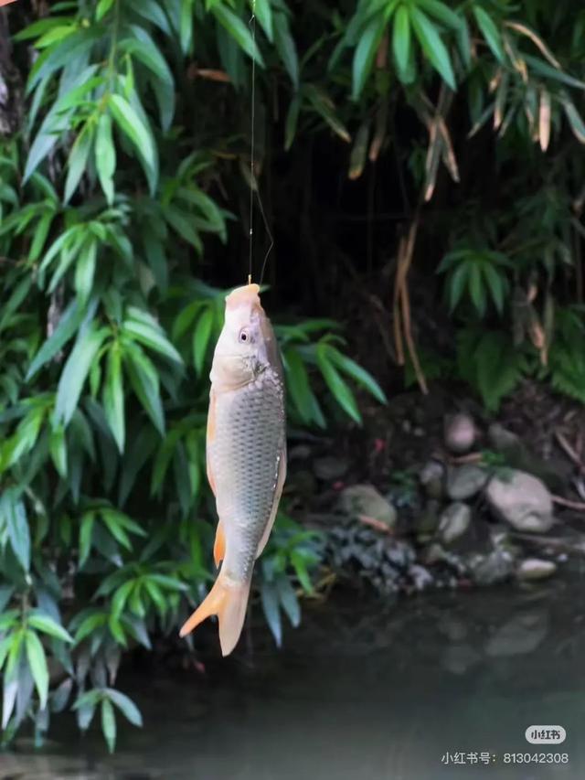 全免费！成都周边30min玩水抓螃蟹、露营野餐钓鱼烧烤！轻松安逸周末快冲！