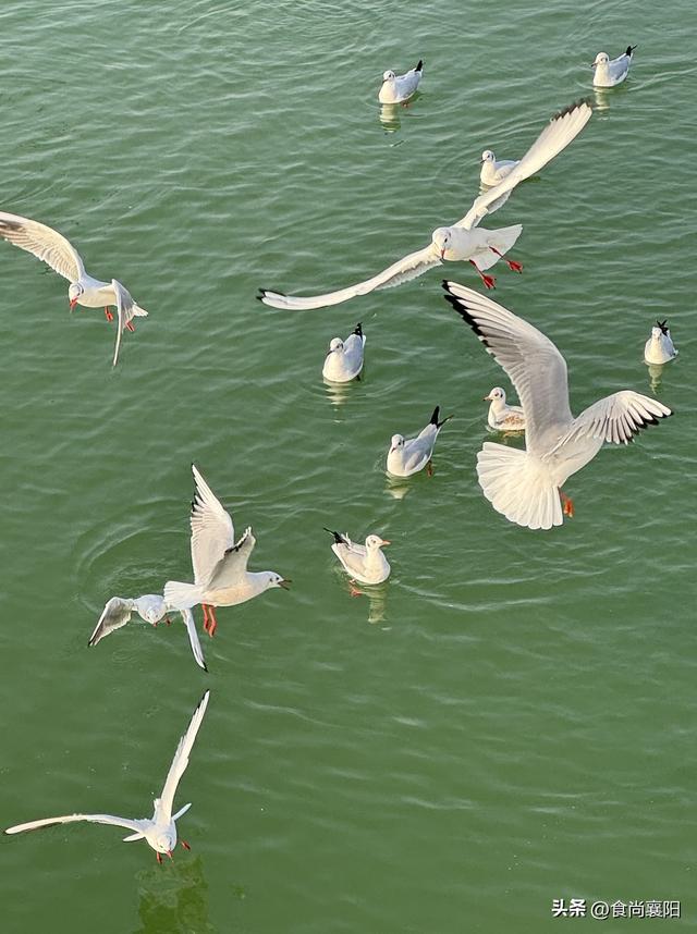水与墨的交界：天鹅之城，三门峡六记